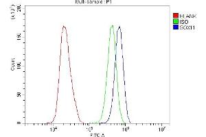 Flow Cytometry analysis of Hela cells using anti-SOX11 antibody (ABIN7599320).