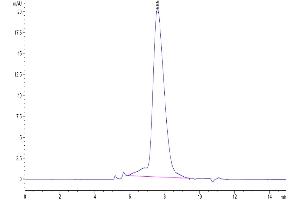 The purity of Biotinylated Human PD-L2 is greater than 95 % as determined by SEC-HPLC.
