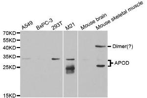 Western Blotting (WB) image for anti-Apolipoprotein D (APOD) antibody (ABIN1876485) (Apolipoprotein D anticorps)