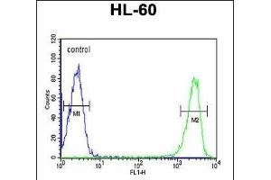 KIR2DS3 Antibody (C-term) (ABIN651950 and ABIN2840472) flow cytometric analysis of HL-60 cells (right histogram) compared to a negative control cell (left histogram). (KIR2DS3 anticorps  (C-Term))