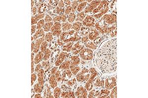Immunohistochemical analysis of paraffin-embedded Human kidney tissue using A performed on the Leica® BOND RXm. (Sclerostin anticorps  (N-Term))
