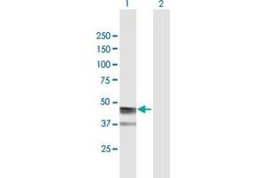 Western Blot analysis of ASPN expression in transfected 293T cell line by ASPN MaxPab polyclonal antibody. (Asporin anticorps  (AA 1-384))