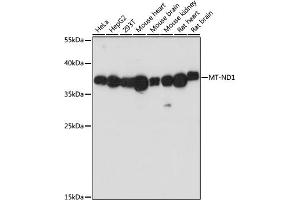 Western blot analysis of extracts of various cell lines, using MT-ND1 antibody (ABIN7268598) at 1:1000 dilution. (MT-ND1 anticorps)