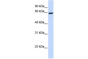 Western Blotting (WB) image for anti-Zinc Finger Protein 280B (ZNF280B) antibody (ABIN2458440) (ZNF280B anticorps)