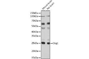 anti-Oligodendrocyte Transcription Factor 1 (OLIG1) (AA 1-100) antibody