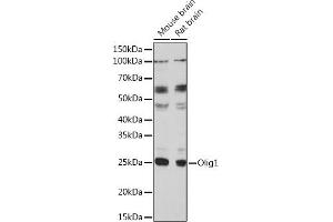 Western blot analysis of extracts of various cell lines, using Olig1 Polyclonal Antibody (ABIN7269091) at 1:1000 dilution. (OLIG1 anticorps  (AA 1-100))