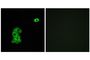 Immunofluorescence analysis of A549 cells, using OR4C6 antibody. (OR4C6 anticorps  (Internal Region))