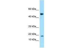 WB Suggested Anti-Ankrd37 Antibody Titration: 1. (ANKRD37 anticorps  (N-Term))
