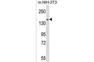 HER4 Antibody (p) (ABIN1536665 and ABIN2850515) western blot analysis in mouse NIH-3T3 cell line lysates (35 μg/lane). (ERBB4 anticorps  (C-Term))