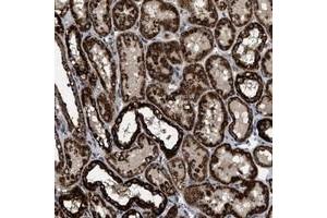 Immunohistochemical staining of human kidney with TMEM150 polyclonal antibody  shows strong cytoplasmic positivity in tubules. (TMEM150A anticorps)