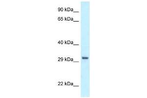 Western Blot showing PEX19 antibody used at a concentration of 1 ug/ml against HCT15 Cell Lysate (PEX19 anticorps  (C-Term))