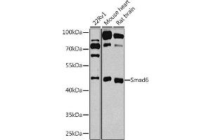 Western blot analysis of extracts of various cell lines, using Smad6 antibody (ABIN3015229, ABIN3015230, ABIN3015231 and ABIN6213893) at 1:1000 dilution. (SMAD6 anticorps  (AA 257-496))