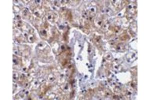Immunohistochemical staining of human liver tissue using AP30193PU-N caspase-12 antibody (small) at 10 μg/ml. (Caspase 12 anticorps  (small))