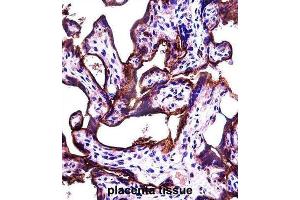 Immunohistochemistry (IHC) image for anti-Alkaline Phosphatase, Placental-Like 2 (ALPPL2) antibody (ABIN2997395) (ALPPL2 anticorps)