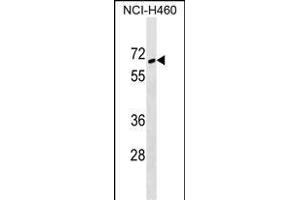 ZNF83 Antibody (N-term) (ABIN1538833 and ABIN2849172) western blot analysis in NCI- cell line lysates (35 μg/lane). (ZNF83 anticorps  (N-Term))