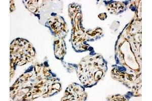 IHC-P: HSD17B2 antibody testing of human placenta tissue