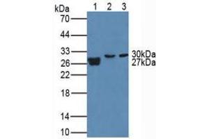 Figure. (MMP7 anticorps  (AA 1-267))