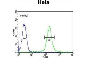 Flow cytometric analysis of Hela cells using GALNT4 Antibody (N-term) Cat. (GALNT4 anticorps  (N-Term))