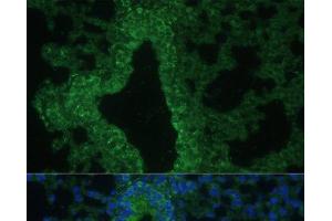 Immunofluorescence analysis of Mouse lung cells using IL25 Polyclonal Antibody at dilution of 1:100. (IL-25 anticorps)