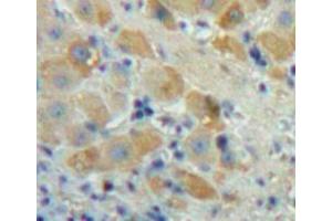 IHC-P analysis of Liver tissue, with DAB staining. (FGF23 anticorps  (AA 25-251))