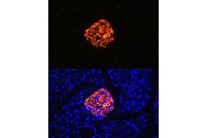 Immunofluorescence analysis of rat pancreas using Chromogranin A Rabbit mAb (ABIN7266366) at dilution of 1:100 (40x lens). (Chromogranin A anticorps)