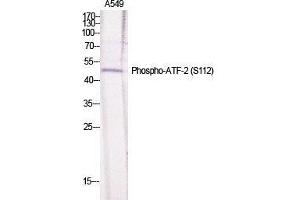 Western Blot (WB) analysis of specific cells using Phospho-ATF-2 (S112) Polyclonal Antibody. (ATF2 anticorps  (pSer112))