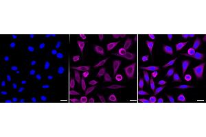 anti-LFNG O-Fucosylpeptide 3-beta-N-Acetylglucosaminyltransferase (LFNG) antibody