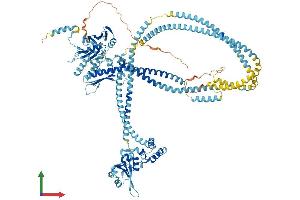 AlphaFold protein structure predicition of Mouse Recombinant Smc5 Protein, UniprotID Q8CG46