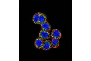 Confocal immunofluorescent analysis of RAF1 Antibody (N-term) (ABIN392261 and ABIN2841943) with Hela cell followed by Alexa Fluor 488-conjugated goat anti-rabbit lgG (green).