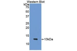 Detection of Recombinant PF4, Mouse using Polyclonal Antibody to Platelet Factor 4 (PF4) (PF4 anticorps  (AA 30-105))