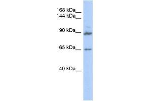 WB Suggested Anti-GPRASP2 Antibody Titration: 0. (GPRASP2 anticorps  (Middle Region))