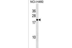 IAL4A Antibody (Center) (ABIN1538554 and ABIN2850281) western blot analysis in NCI- cell line lysates (35 μg/lane). (PPIAL4A anticorps  (AA 66-92))