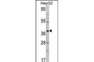 Western blot analysis of T Antibody (N-term) (ABIN390700 and ABIN2840986) in HepG2 cell line lysates (35 μg/lane). (Aminomethyltransferase anticorps  (N-Term))