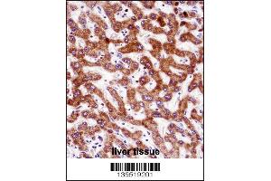 IHH Antibody immunohistochemistry analysis in formalin fixed and paraffin embedded human liver tissue followed by peroxidase conjugation of the secondary antibody and DAB staining.