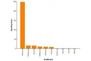Histone H4K20me2 antibody (mAb) specificity tested by peptide array analysis.
