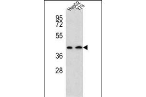 DAT Antibody (Center) (ABIN654120 and ABIN2843997) western blot analysis in HepG2,Y79 cell line lysates (35 μg/lane). (AADAT anticorps  (AA 196-224))