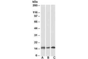 Western blot testing of human [A], mouse [B] and rat [C] heart lysates with NDUFA7 antibody at 0. (NDUFA7 anticorps)