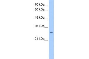 NRG1 (neuregulin 1) Antibody (against the middle region of NRG1) (50ug) validated by WB using Jurkat cell lysate at 0. (Neuregulin 1 anticorps  (Middle Region))