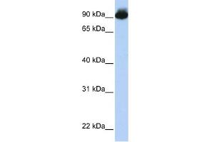 WB Suggested Anti-ELMO3 Antibody Titration:  0. (ELMO3 anticorps  (Middle Region))