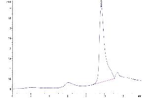 The purity of Mouse CXCL13 is greater than 95 % as determined by SEC-HPLC.