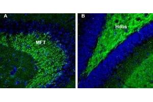 Expression of Synapsin 3 in mouse and rat hippocampus - Immunohistochemical staining of perfusion-fixed frozen mouse brain sections with Anti-Synapsin III (SYN3) Antibody (ABIN7043788, ABIN7044664 and ABIN7044665), (1:200), followed by goat anti-rabbit-AlexaFluor-488.