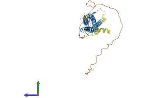 AlphaFold protein structure predicition of Human Recombinant CACNG3 Protein, UniprotID O60359