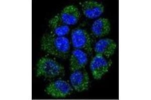 Confocal immunofluorescent analysis ofCL029 antibody (N-term) Cat. (C12ORF29 anticorps  (N-Term))