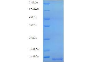 MYPR (AA 150-218) protein (His tag)