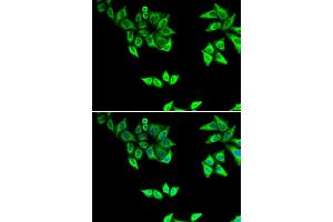 Immunofluorescence (IF) image for anti-Oxidase (Cytochrome C) Assembly 1-Like (OXA1L) antibody (ABIN1980316) (OXA1L anticorps)
