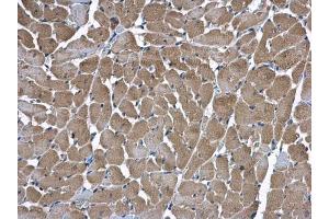 IHC-P Image HSD17B4 antibody detects HSD17B4 protein at mitochondria in rat heart by immunohistochemical analysis.