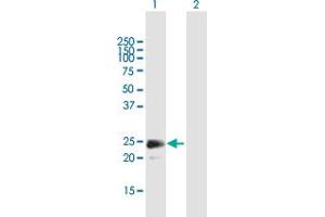 Western Blot analysis of FGF18 expression in transfected 293T cell line by FGF18 MaxPab polyclonal antibody.