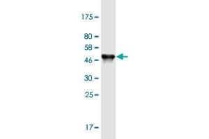 Western Blot detection against Immunogen (48.