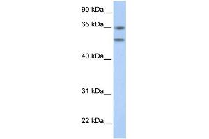 WB Suggested Anti-HTR2A Antibody Titration:  0. (HTR2A anticorps  (N-Term))