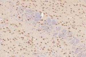 Immunohistochemistry analysis of paraffin-embedded mouse cerebellum using,TCOF1 (ABIN7076003) at dilution of 1: 2800 (TCOF1 anticorps)